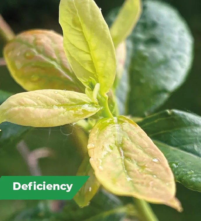 blueberry deficiency OMEX