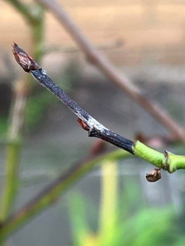 -Progression-of-twig-blight-along-a-blueberry-shoot