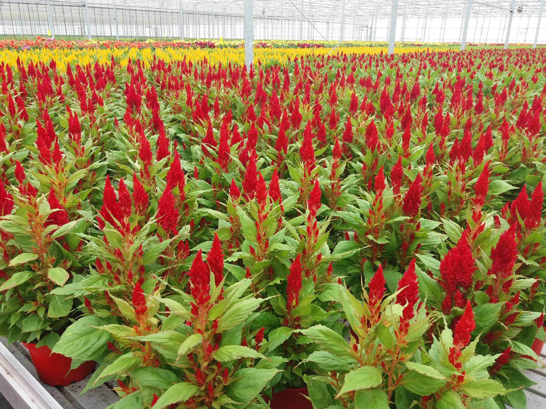 red flowers greenhouse OMEX