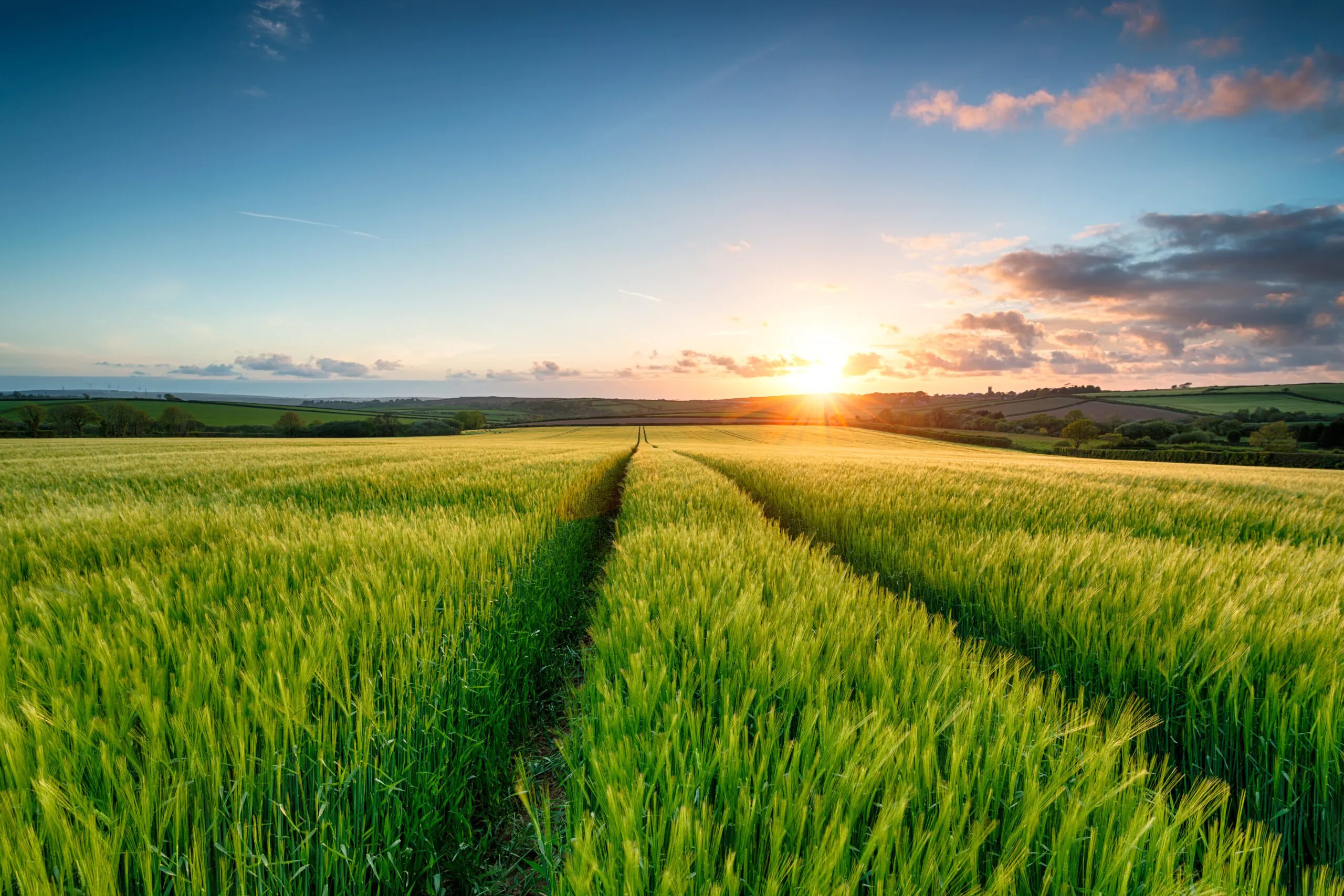 Barley OMEX Liquid Fertiliser