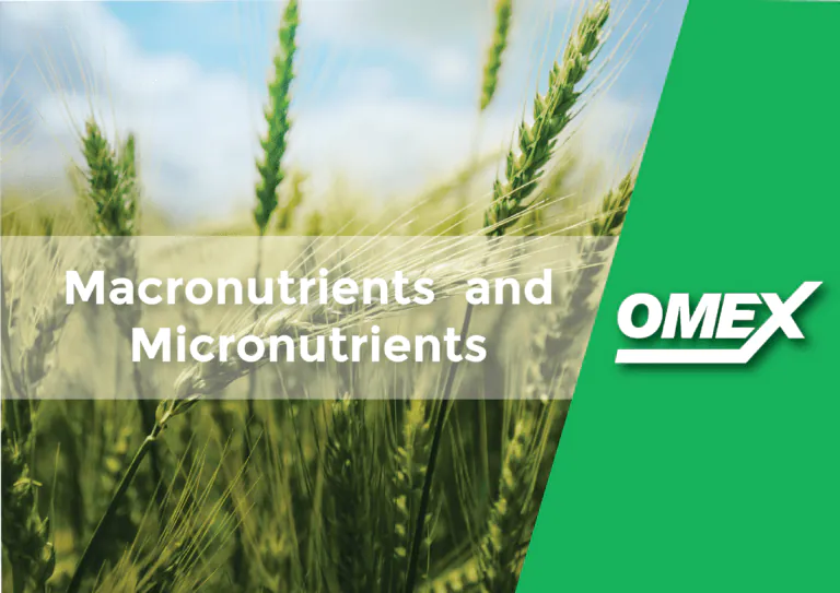 Macronutrients and Micronutrients