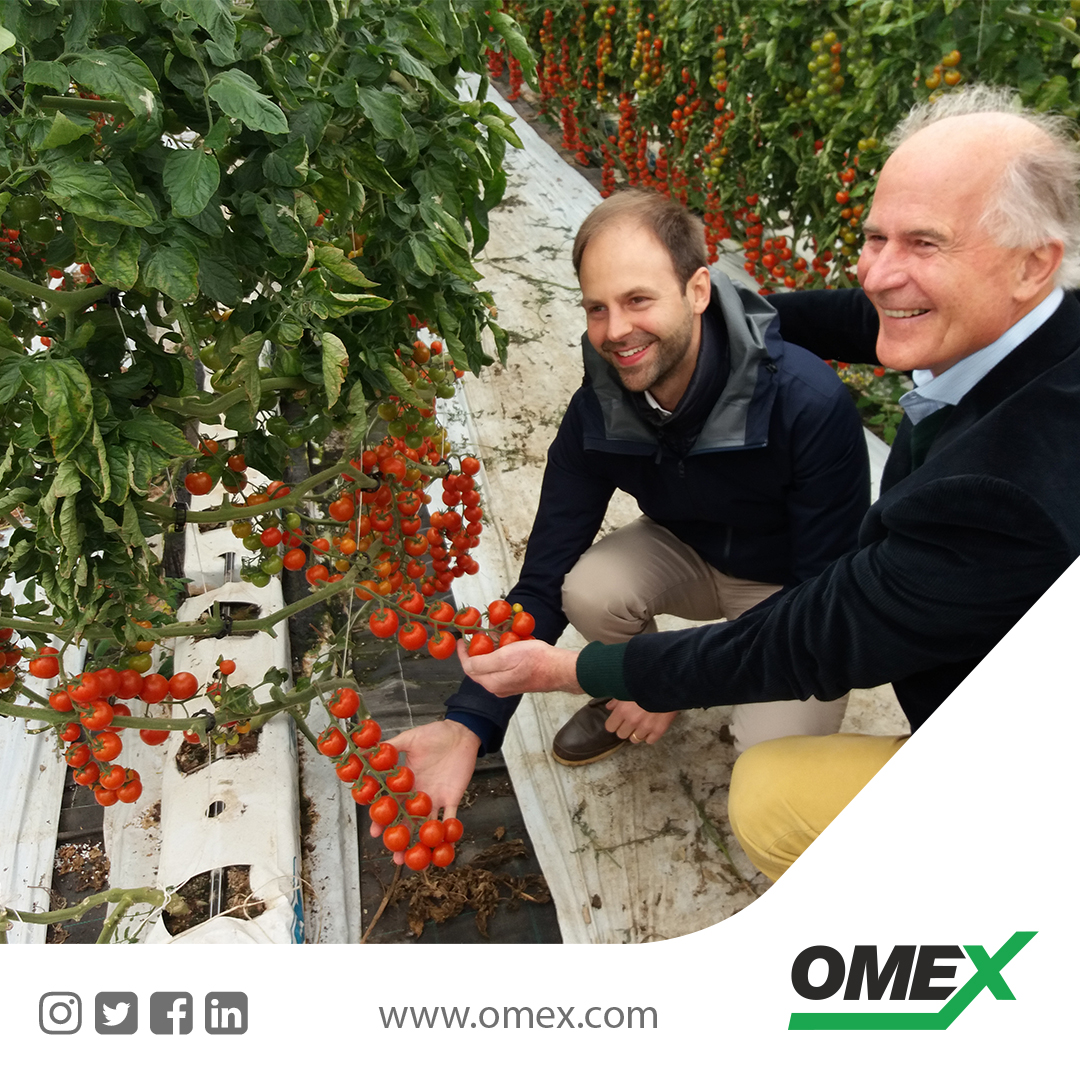 OMEX foliar fertilizer program for healthy tomatoes