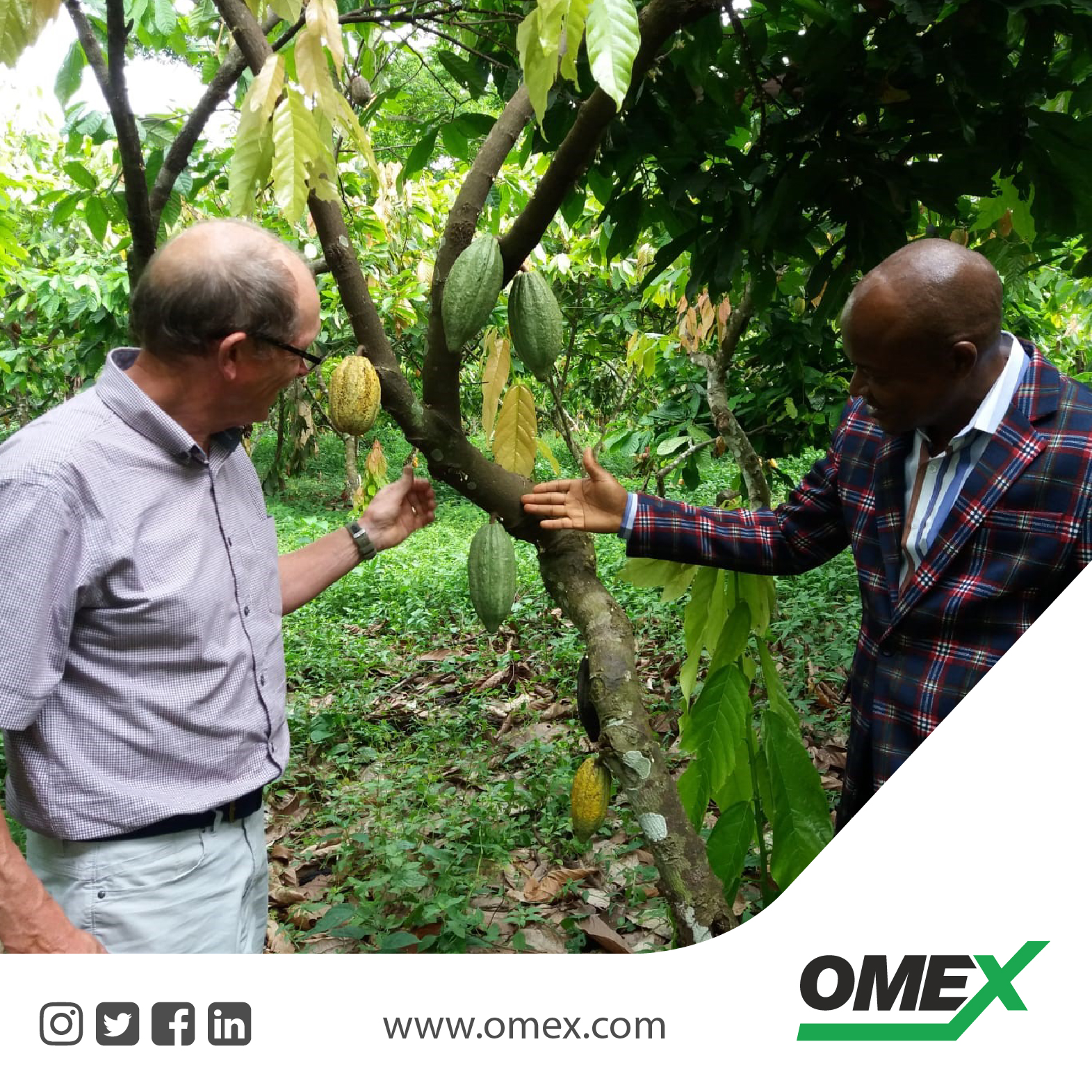 Cocao – Growing with OMEX CocoBoost