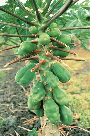 boron deficiency papaya