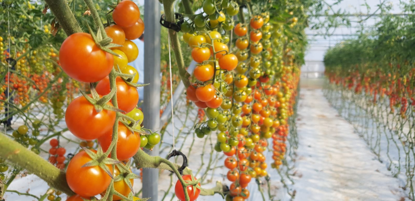 Tomatoes growing on a vine in a farm
