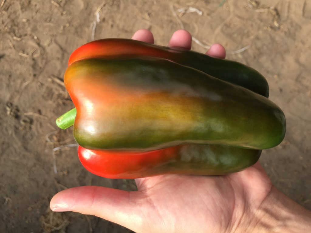 Massive pepper
