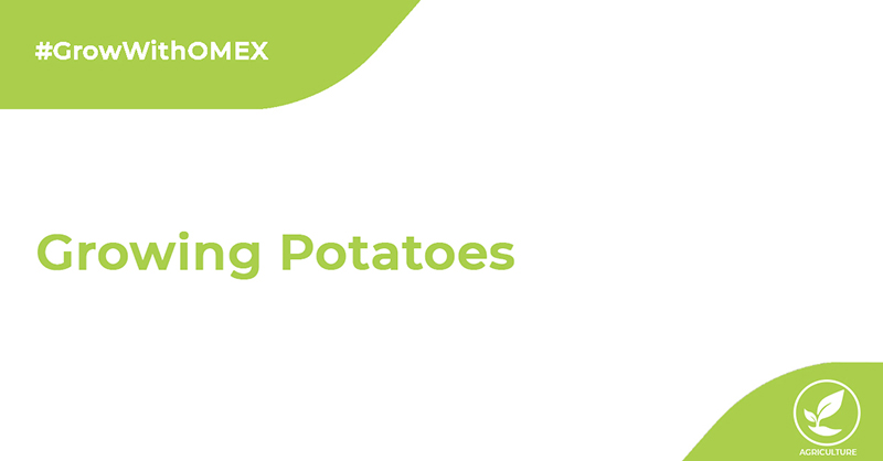 Growing potatoes cover image