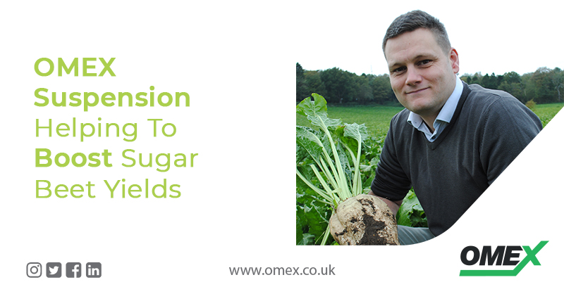 OMEX Suspension Helping To Boost Sugar Beet Yields