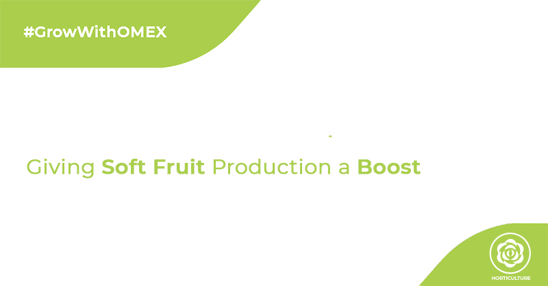 Giving Soft Fruit Production a Boost