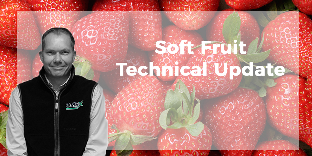 Soft Fruit Update Strawberry