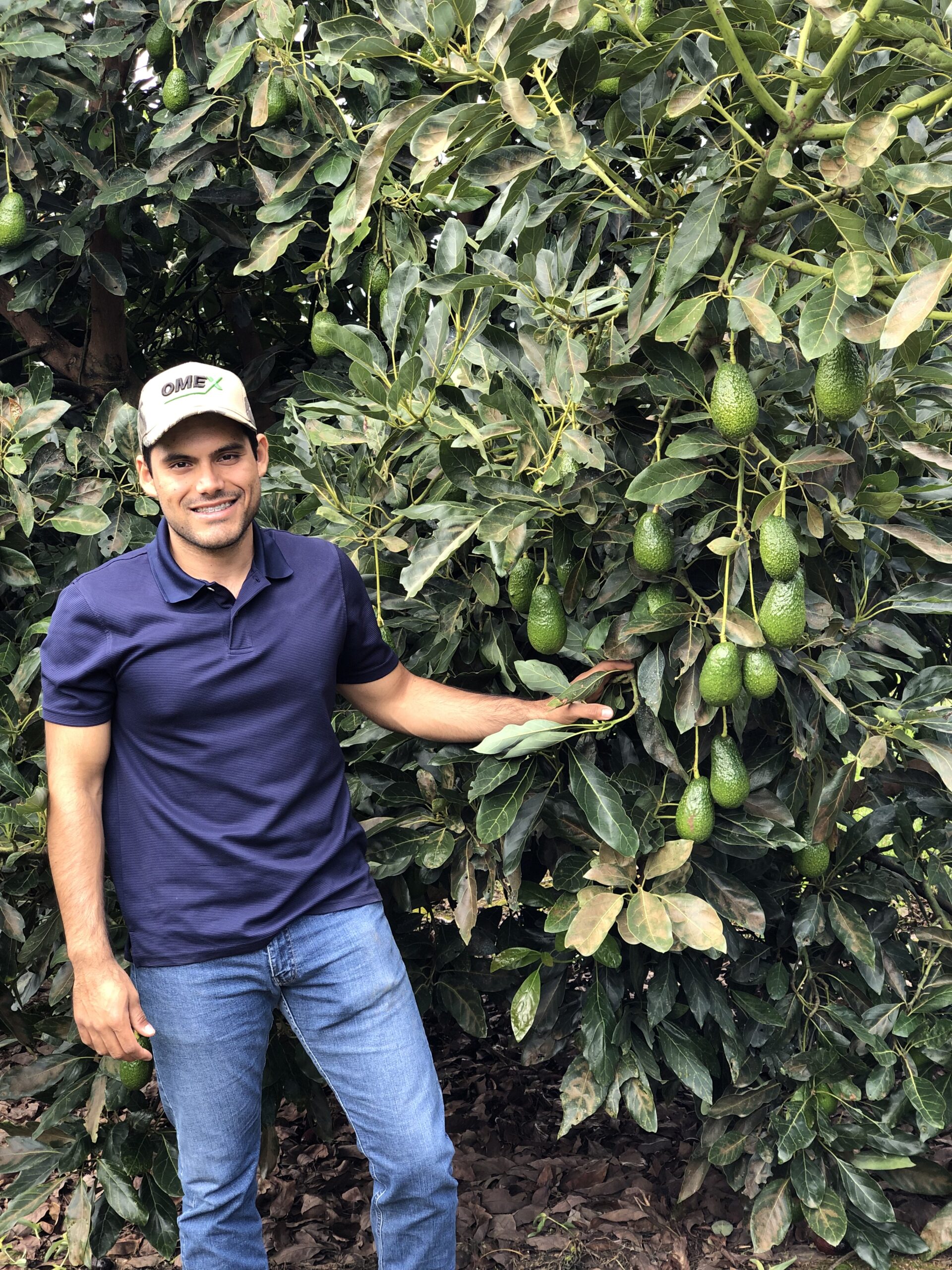 OMEX Program Achieves Awesome Avocados in Mexico