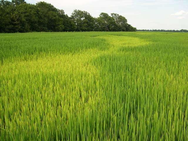 Sulphur nutrient deficiency in rice