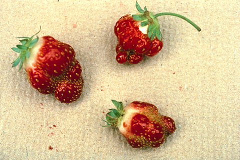 boron deficiency strawberries