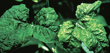 chlorosis in interveinal areas in soybean leaf, caused by zinc deficiency