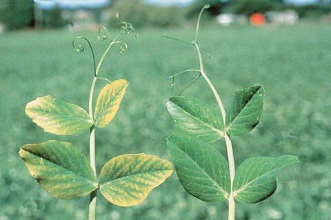 Pea plant with manganese nutrient deficiency (right)