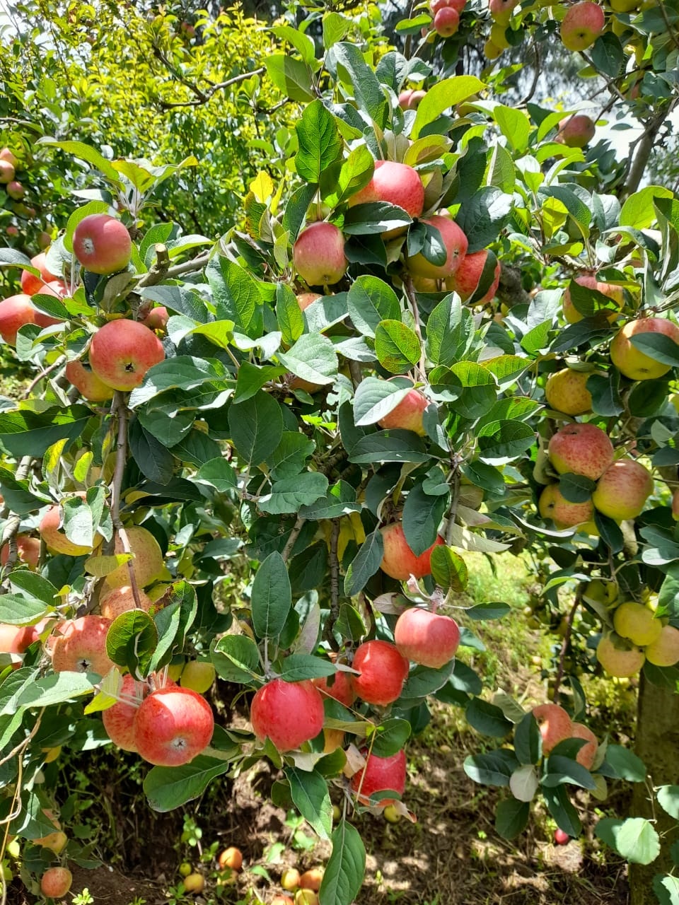 Abundant apples in Guatemala 🍎🍎🍎