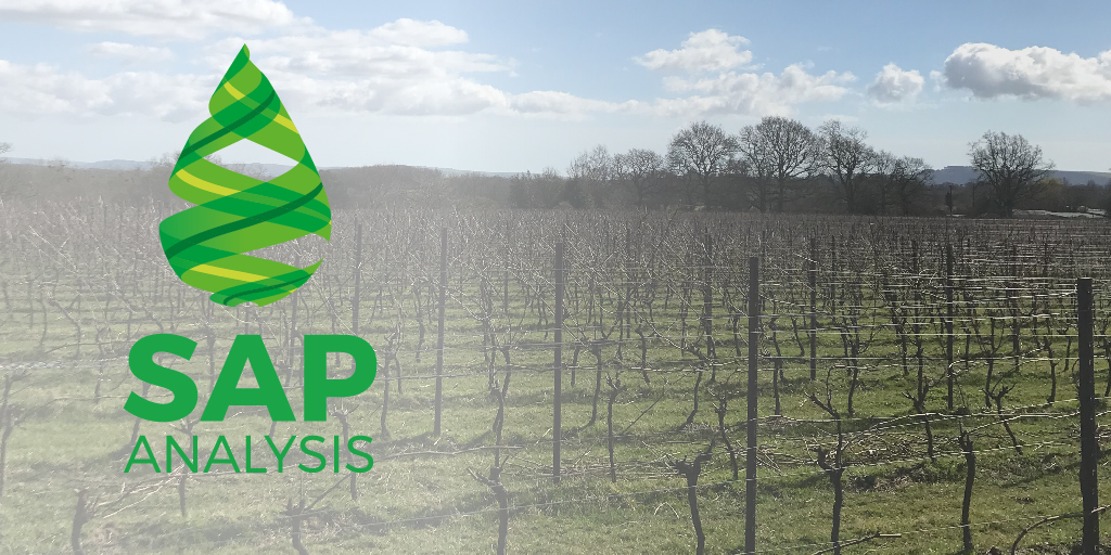 SAP Testing for Vines