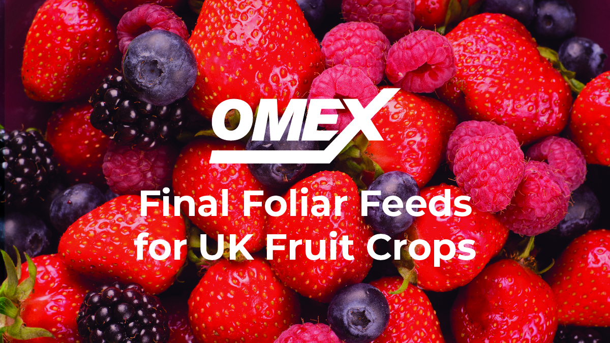 Final Foliar Feeds for UK Fruit Crops
