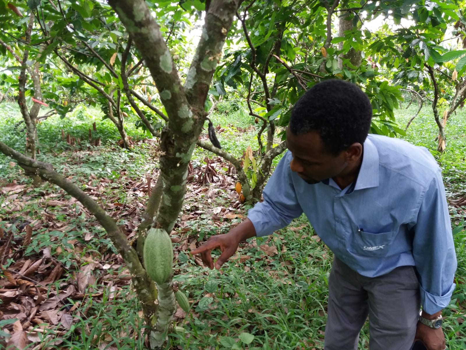 The Benefits of Foliar Feeding for Cocoa Production