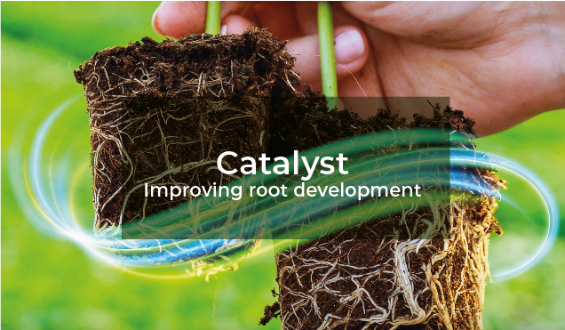 Improving root development with Catalyst